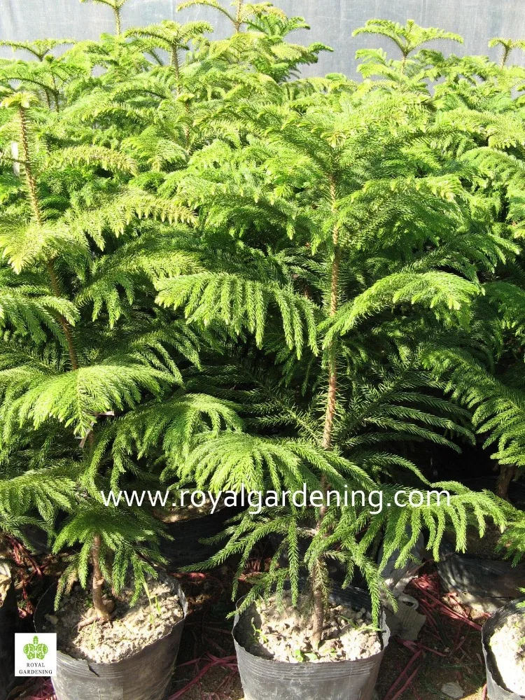 
Araucaria cunninghamia 