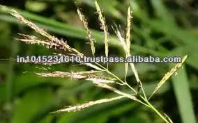 Global Demand on Best Quality Natural Ginger Grass Essential Oil for Sale