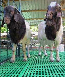 cheaper plastic slatted floor for goat/sheep farming