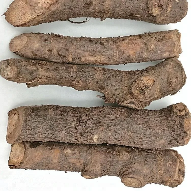 
 Китайские высококачественные гибридные корни paulownia 99% для выживания, устойчивые к холоду, для выращивания  