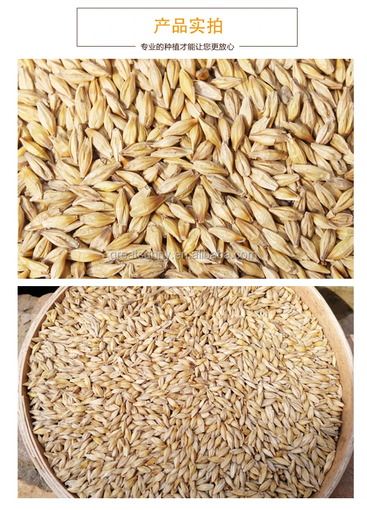 Barley germination for barley seeds used  animal feed for cattle and sheep for Barley grwoing sprout