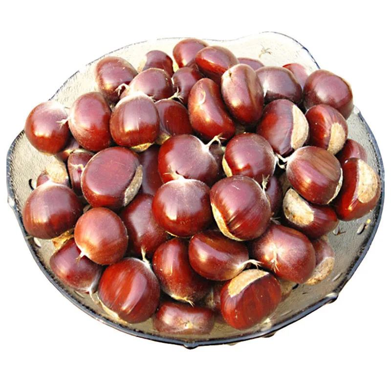 
 Свежий оптовый сладкий каштан  