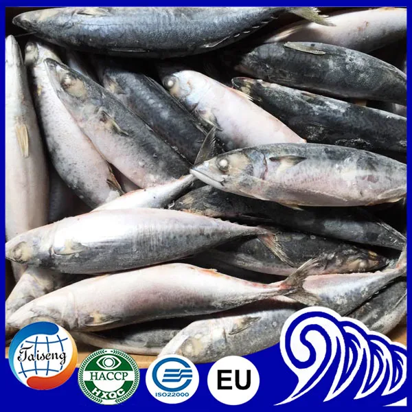 Морская свежая рыба замороженная Тихоокеанская скумбрия замороженная скумбрия