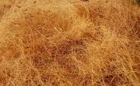 Coconut Fiber