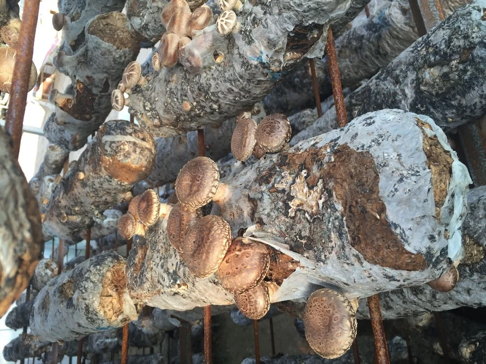 
China Natural Hot Sale Cheap Prices 1Kg Dried Shiitake Mushroom 