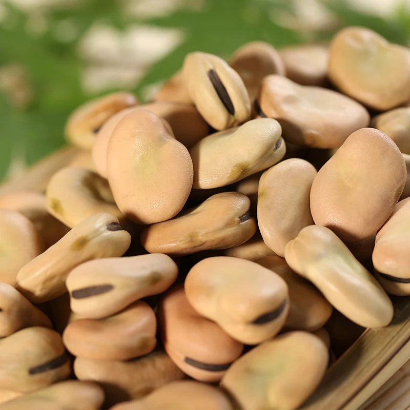 Organic New crop dry broad beans