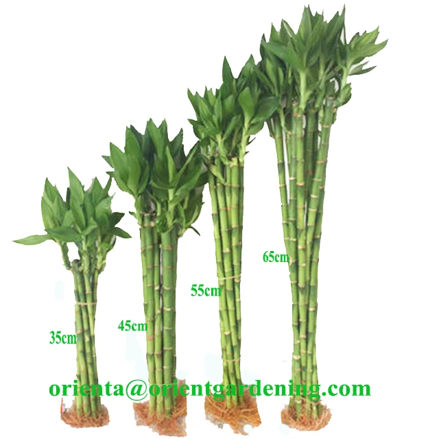 20cm straight lucky bamboo plant lucky bamboo cheap