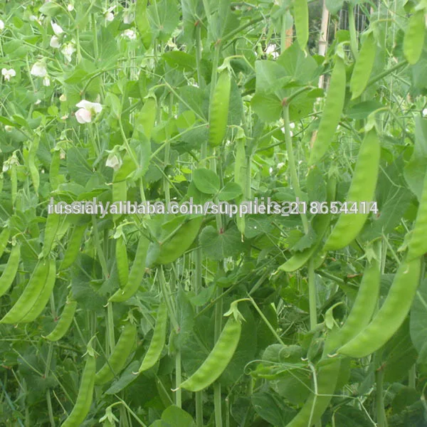 PE01 No.604 Калифорния семена зеленый снег гороха для сельского хозяйства посева
