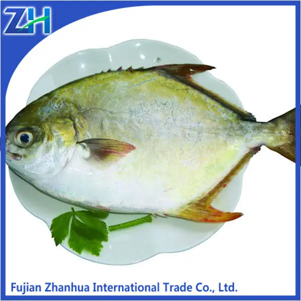Замороженные золотой pompano рыбы