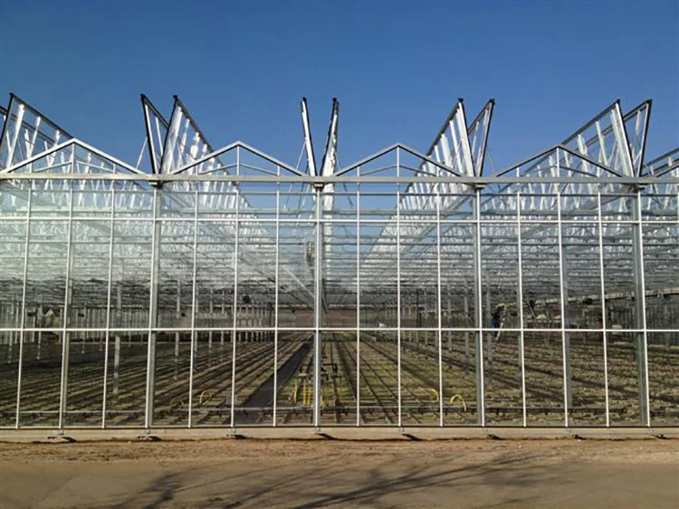 Skyplant Venlo Multi-span Greenhouse With Hydroponic Systems