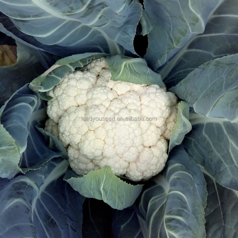 
CF55 Genius 55 days early maturity hybrid white cauliflower seeds 