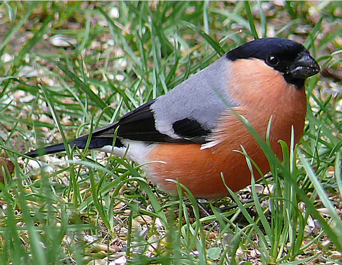 Cheap and high quality bird food and chicken food dried mealworms