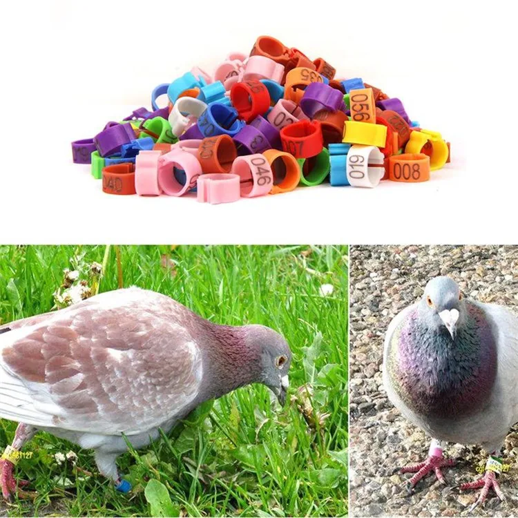 Cheaper price  Pigeon Leg Plastic Foot Clip Rings Band for Birds Chickens Tags Mixed Color pigeon foot ring