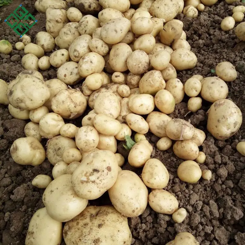 100% Exportable New Harvest Potato / Potatoes Supplier with cheap Price