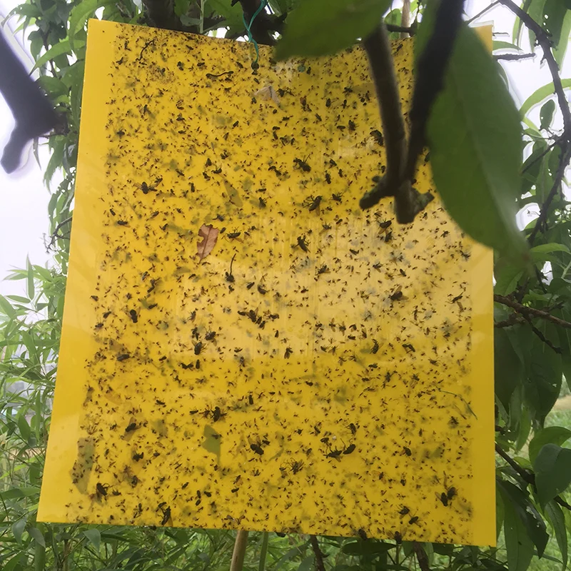 Yellow Sticky Cards Insect Glue Board Paper Strong Attract Sticky Card Pheromone Traps For Pests Control