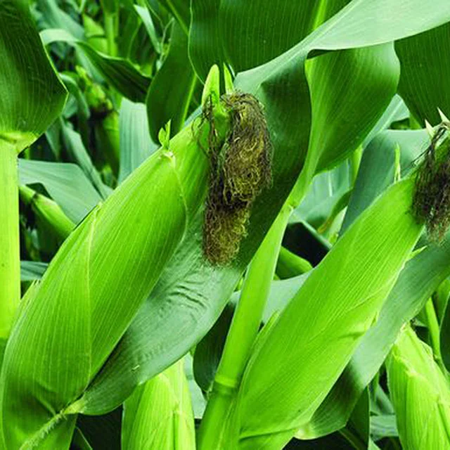 Potassium sulphate fertilizer in Potassium fertilizer