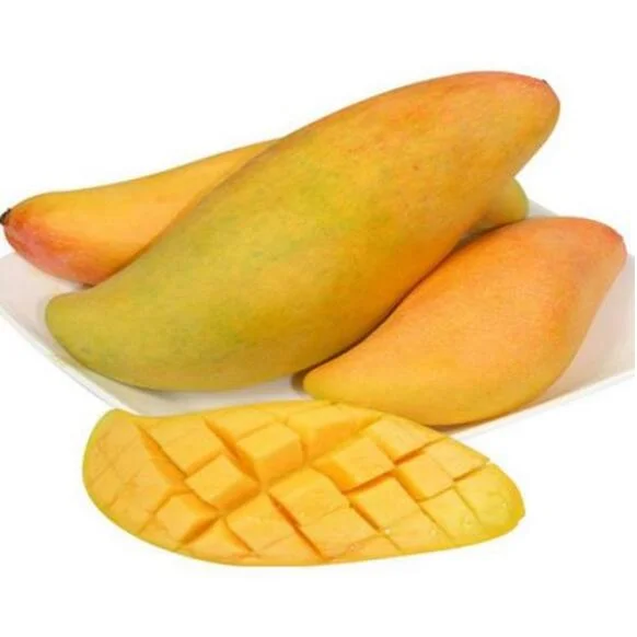 
Nature plant fruit tree Mango seedlings 