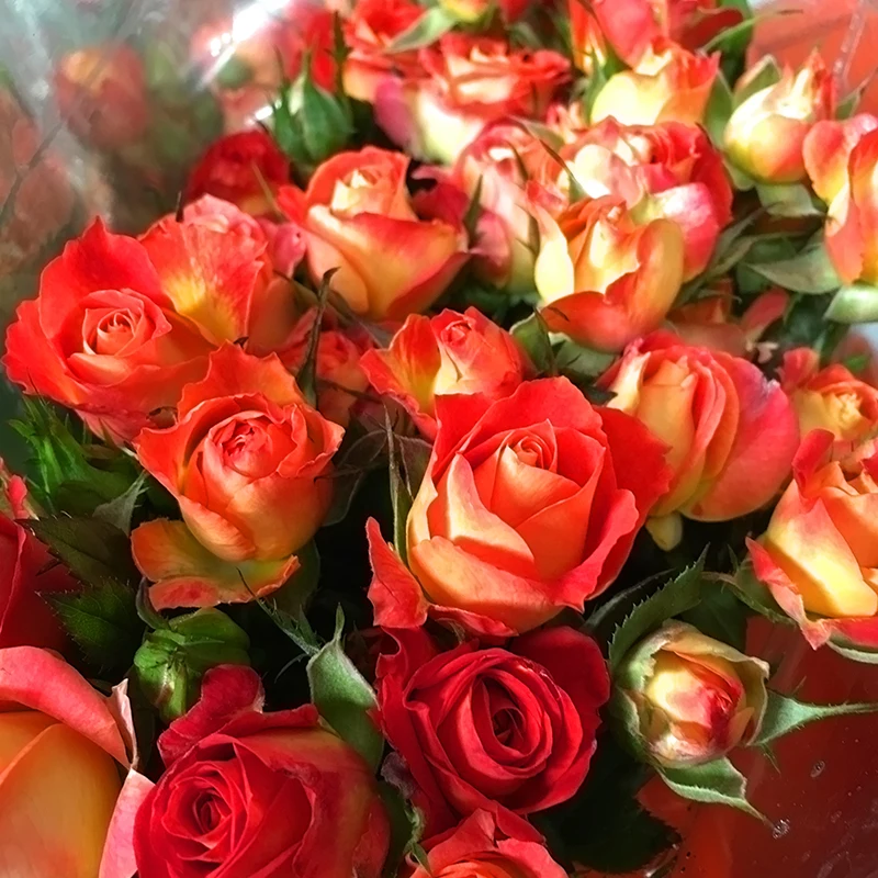Wedding decoration spray champagne roses wholesale from Kunming, all kinds of flowers
