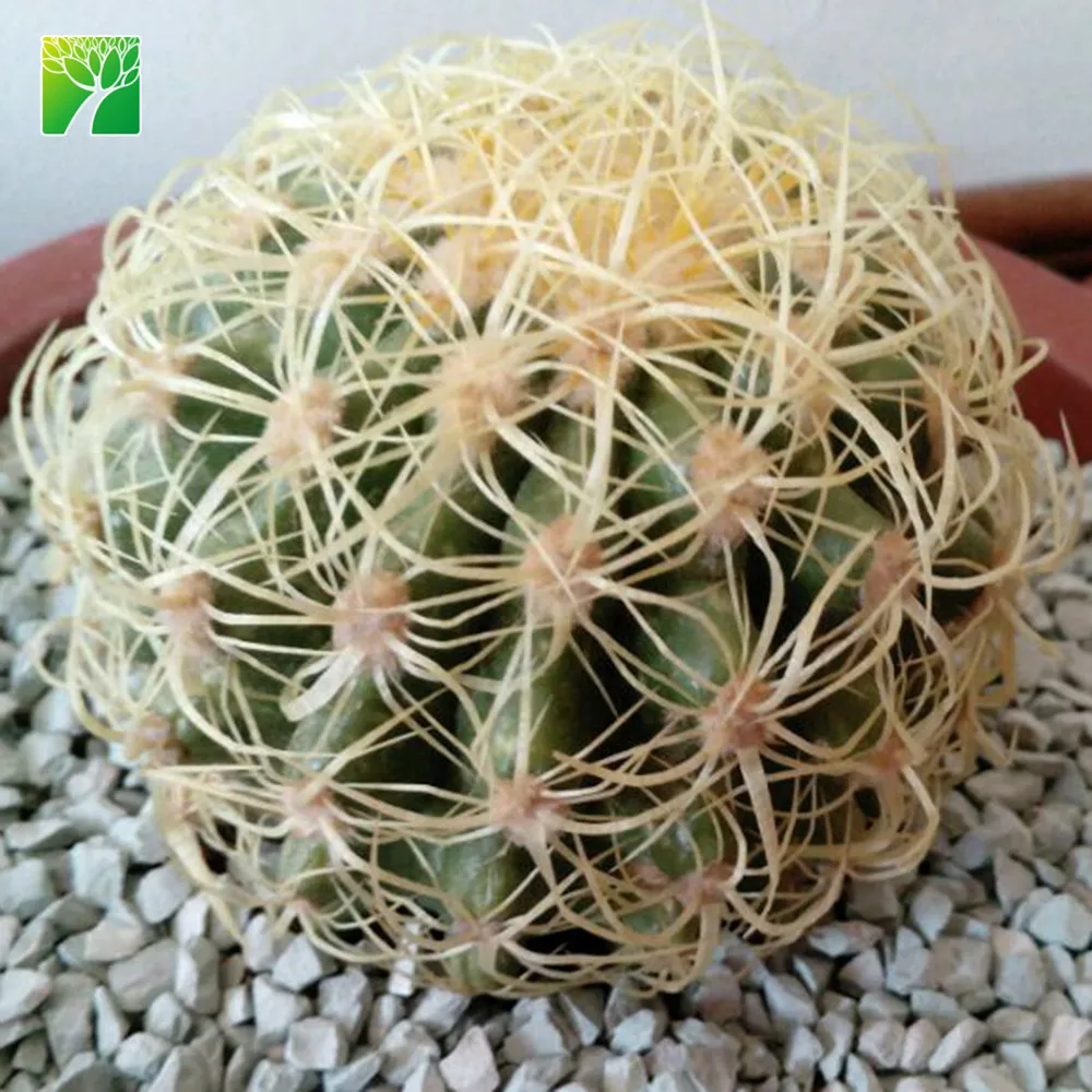 
 Полный солнце вечнозеленая листва Мини Золотой бочонок живые кактусы растения эхинокактус grusonii для продажи  