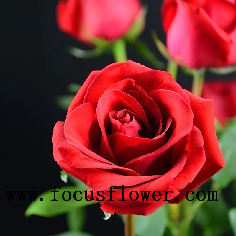 high-level wholesale high quality fresh cut rose flower ecuador carola rose from rolane/china wholesale fresh cut flowers