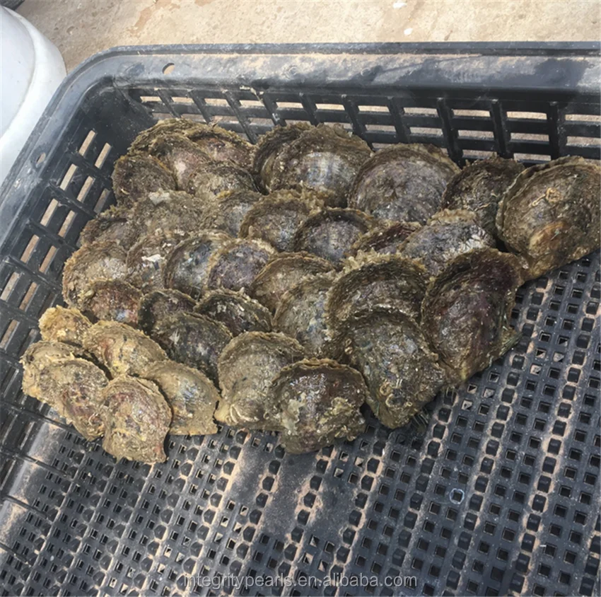 
100pcs vacuum-packed wholesale 6-7mm round sea akoya pearl oyster 