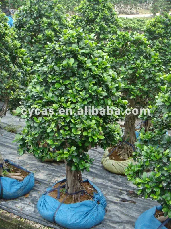 
Sell Ficus Christmas Tree 