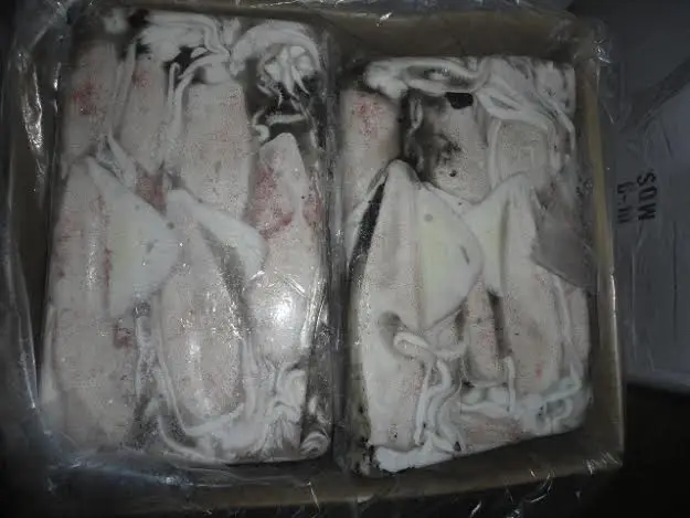 Замороженный кальмар lолиго оптовая продажа высокое качество с высоким минимальным заказом экспорт индийских морепродуктов