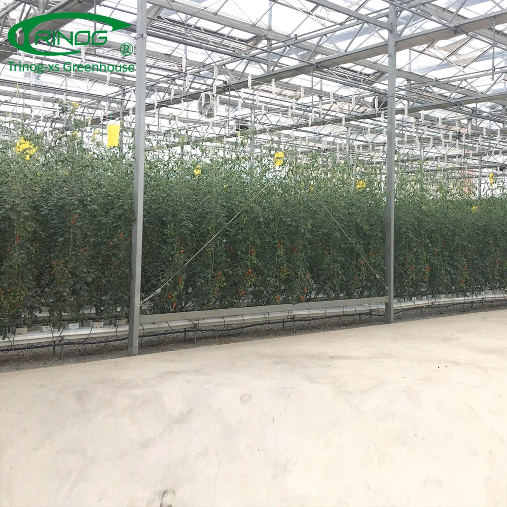 Dutch type glass covered greenhouse hydroponics system for vegetable