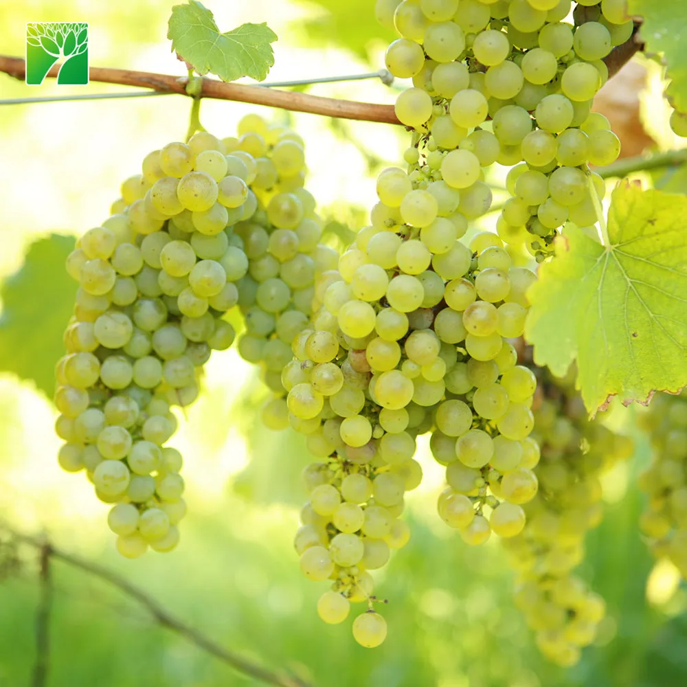 Полная защита от солнца виноград культурный рислинг саженцы винограда саженцы фруктовых деревьев