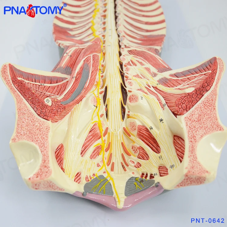 Spinal Cord in the Spinal Canal Model Brain Nerves Cerebral Nerves Anatomical Model Educational Equipment Medical Sciences