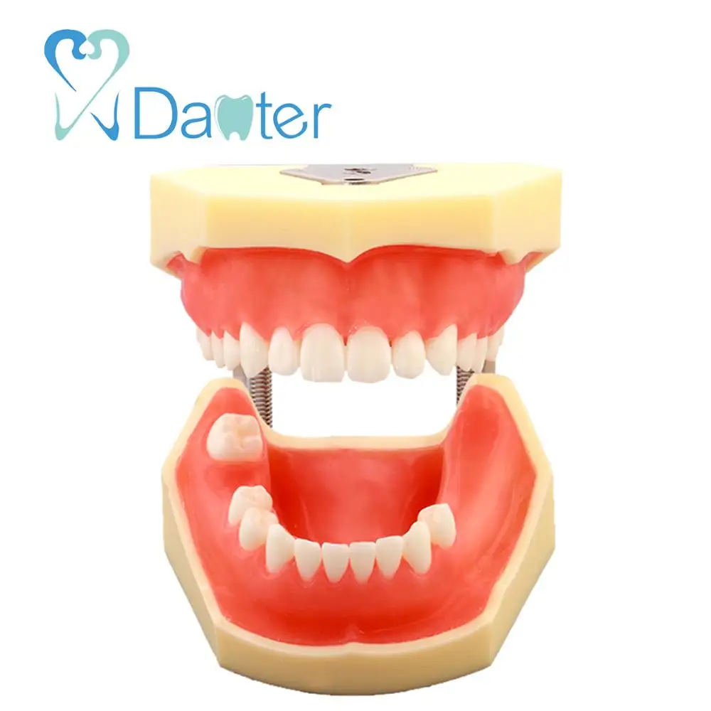 Best Price Implant Practice Model Dental Model for Implant and Suturing