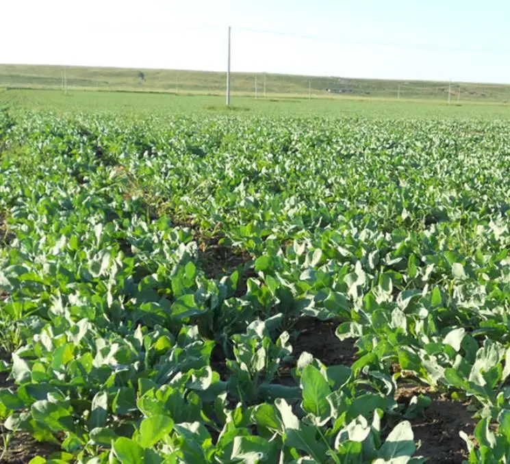 Натуральные Сушеные Семена Isatis indogotica Fort для сельского хозяйства, 1 кг