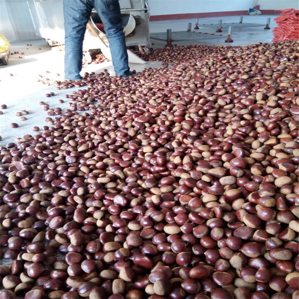  wholesale price chestnut