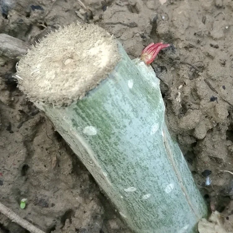 У Сюй Ян, быстрое выращивание, без каткин, Восточный Алао, рассады деревьев, вырезание для посадки