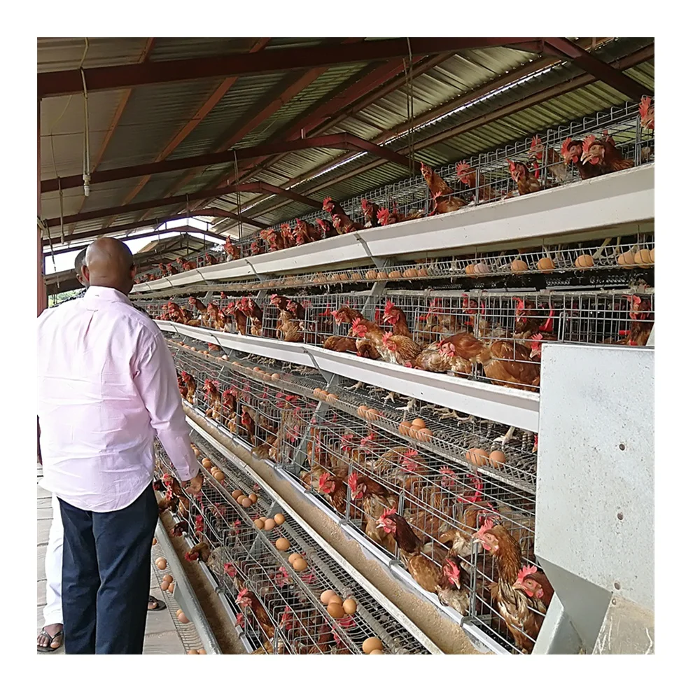 Оборудование для птицеводства клетка
