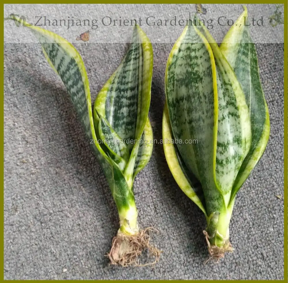  Sansevieria Trifasciata Golden