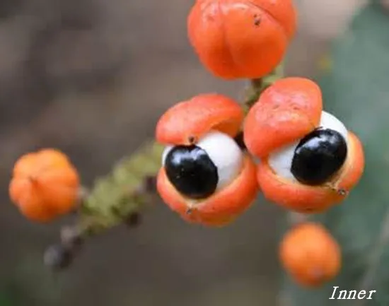 Organic guarana extract and other organic extracts, for organic flavor system producing