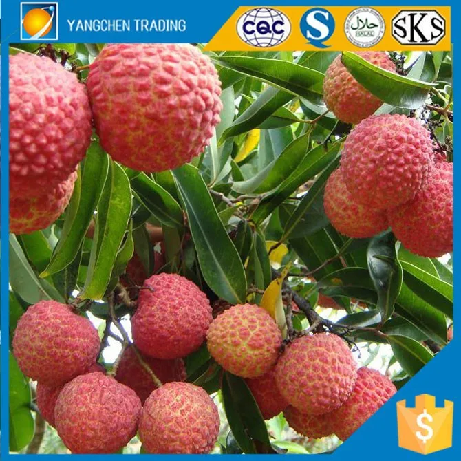 Canned lychee in syrup best selling products tin can for indonesia