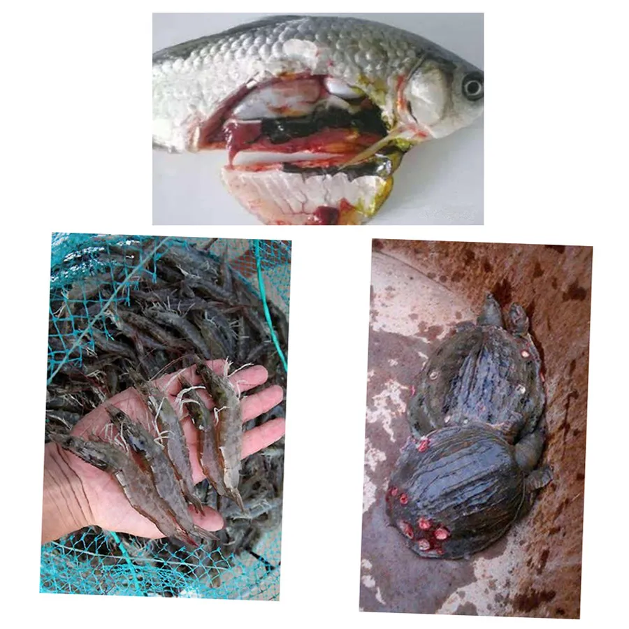 
Herb Drug Aquaculture Medicine Treating Kidney Disease 