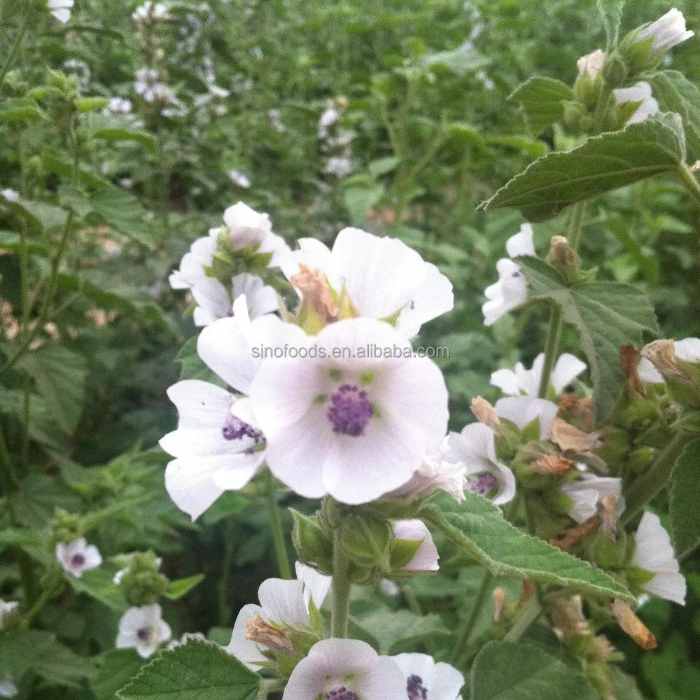 
Yao shu kui ye raw material herbals Common Marshmallow Leaf 