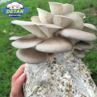 
Detan Oyster Mushroom Bag for export 
