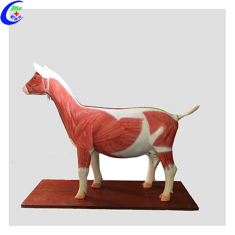 Medical Teaching Cattle Animal Bovine Anatomical Dissection Model Vet Animal Cow Anatomy Model