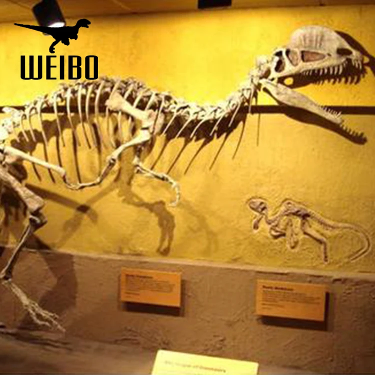 Музей искусственный моделирования в натуральную величину Окаменелости Динозавров Скелет