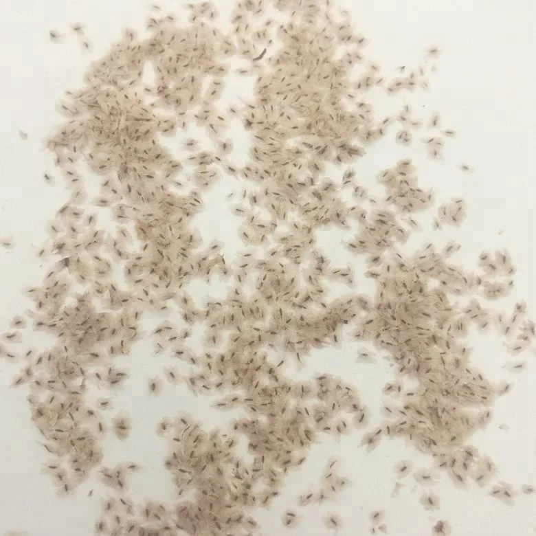 Китайское дерево pao tong, быстрорастущие гибридные семена пауловнии томентозы для посадки