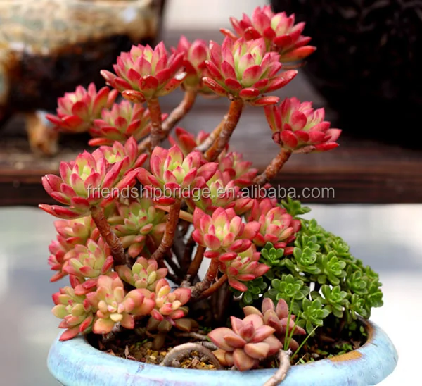 
 Растения-суккуленты Echeveria macdougallii, бонсай  