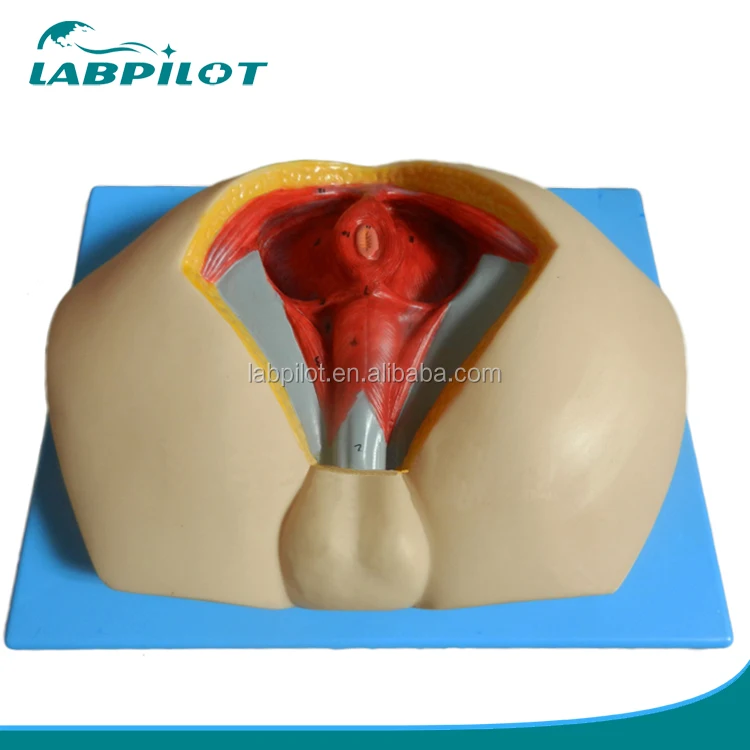 Advanced Male Perineal Muscles,Nerves and Vessels Model,Perineunm Model