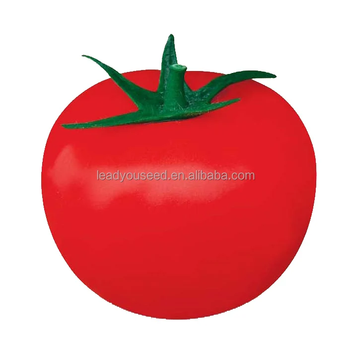 
FT222 Edward f1 hybrid red high yield tomato seeds 