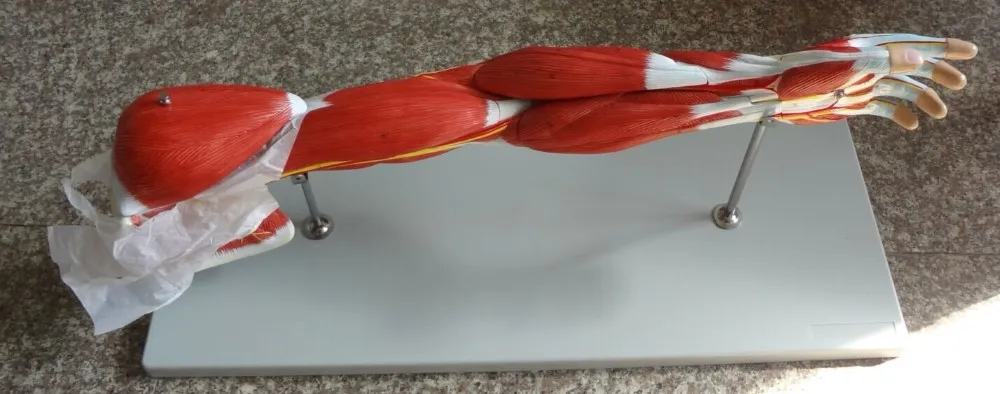 arms muscle anatomy structure model