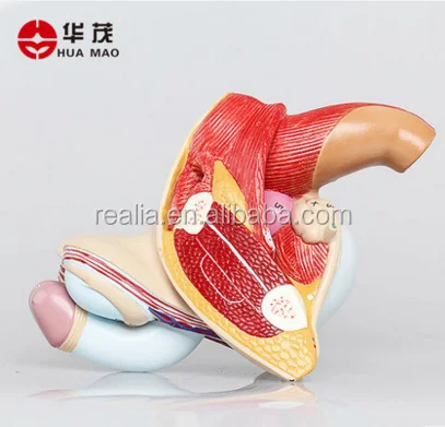 Male Genital Organ model