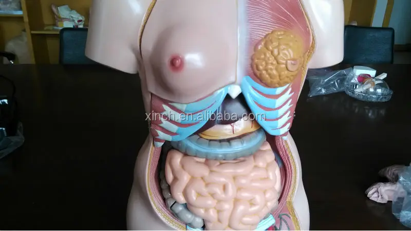 85CM Unisex Human Anatomical Torso Model With 23 Parts (XC-204)